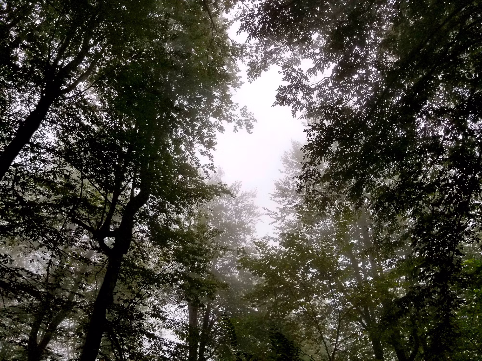 Exploring the Great Outdoors: A Beginner’s Guide to Hiking